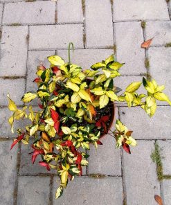 Trachelospermum asiaticum 'Summer sunset' o ‘Ogon Nishiki’ – Trachelospermum asiaticum ‘Torafu’