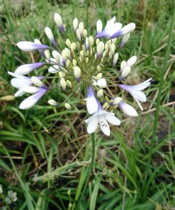 Agapanthus "Twister”  -  Giglio africano Twister - immagine 3