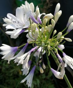 Agapanthus "Twister”  -  Giglio africano Twister - immagine 6