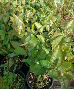 Aronia nera   -  Aronia melanocarpa ‘Viking’ - immagine 4
