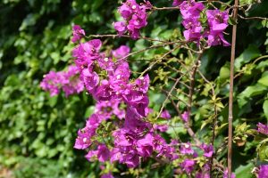 bougainvillea