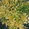 nandina-domestica-lemon-lime