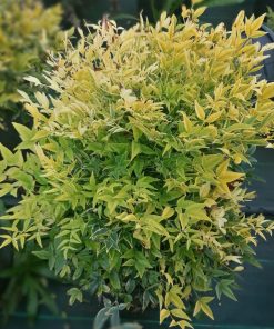 nandina-domestica-lemon-lime-foglie-giallo-verde