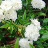 rosa-banksiae-alba-rampicante-fiore-bianco