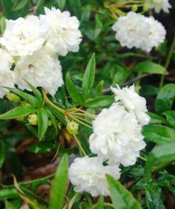 rosa-banksiae-alba-rampicante-fiore-bianco
