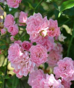 rosa-banksiae-rosa-rampicante-codiferro