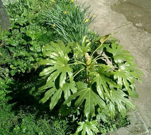 aralia