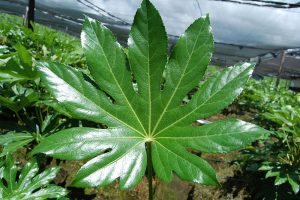 aralia