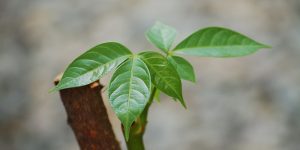 pachira