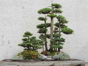 penjing