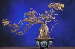 penjing
