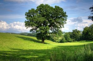 quercia