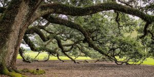 quercia
