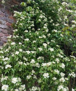 Alternative view of Rosa banksiae ‘Alba ’ - Rosa di Banks "Alba"
