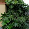 fatsia-jaopnica-arbusto-codiferro