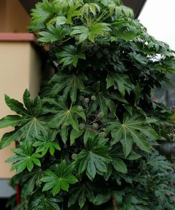 fatsia-jaopnica-arbusto-codiferro