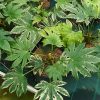 fatsia-spider-web-codiferro