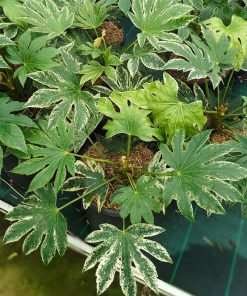 fatsia-spider-web-codiferro