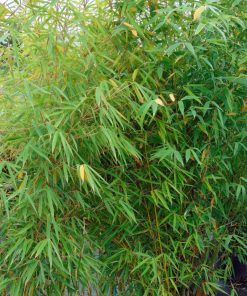 Fargesia-robusta-Campbell-codiferro-1