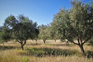 coltivazione olivo