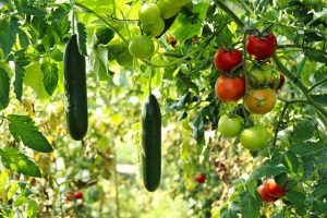giardinaggio alimentare