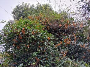 osmanthus