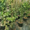 Jasminum-sambac-codiferro