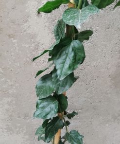 Jasminum-sambac-foglia-codiferro
