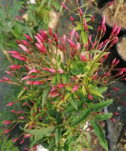 Alternative view of Jasminum polyanthum – Chinese scented jasmine – Jasminum blinii