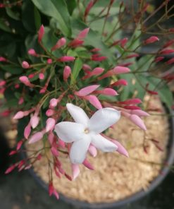 jasminum-polyanthum-boccioli-codiferro