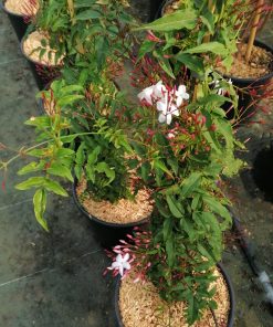 jasminum-polyanthum-fiore