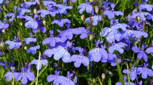 lobelia