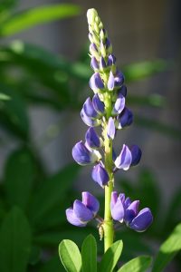lobelia
