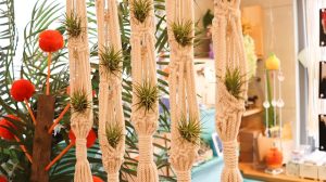 air plants
