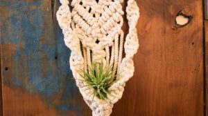air plants