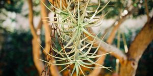 air plants