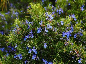 erbe aromatiche