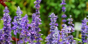 erbe aromatiche