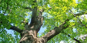 potare alberi