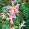 trachelospermum-pink-shower-fiore-codiferro