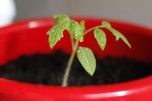 pomodori in vaso