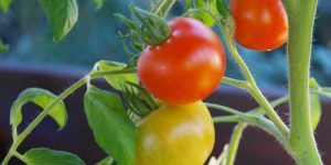 pomodori in vaso