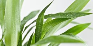 yucca pianta