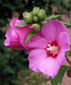 Hibiscus-syriacus-'Woodbridge'-codiferro