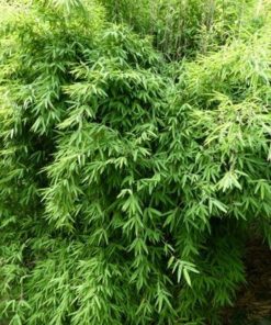 fargesia-nitida-volcano-codiferro