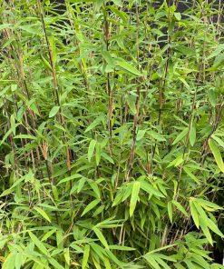 fargesia-nitida-volcano-foglia-codiferro