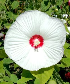 Alternative view of Hibiscus moscheutos ‘Blanc’, Hibiscus moscheutos bianco, Ibisco bianco