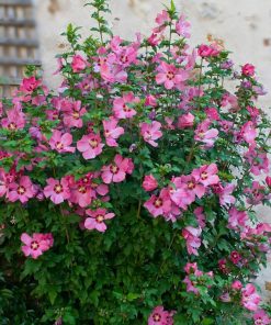 hibiscus-syriacus-rosa-codiferro