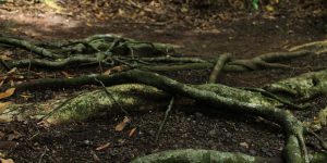 radici alberi