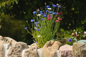 centaurea